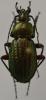 Carabus arvensis